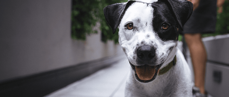 Top 10 des races de chien